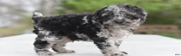 Cockapoo dogs for sale: Bentley f1b - Ad 6