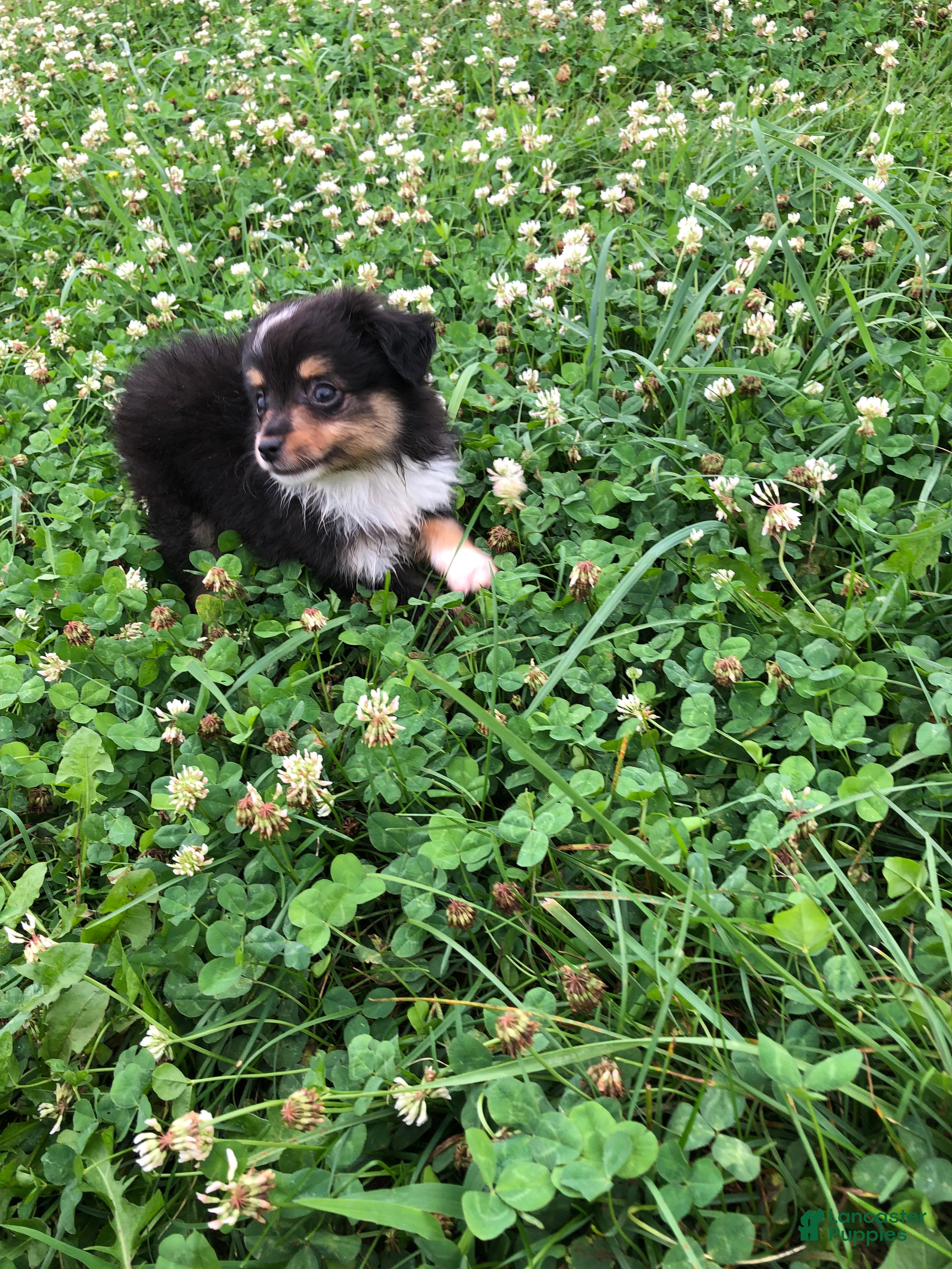 Toy Australian Shepherd dogs Arrow - Ad 2
