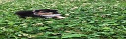 Toy Australian Shepherd dogs for sale: Arrow - Ad 2