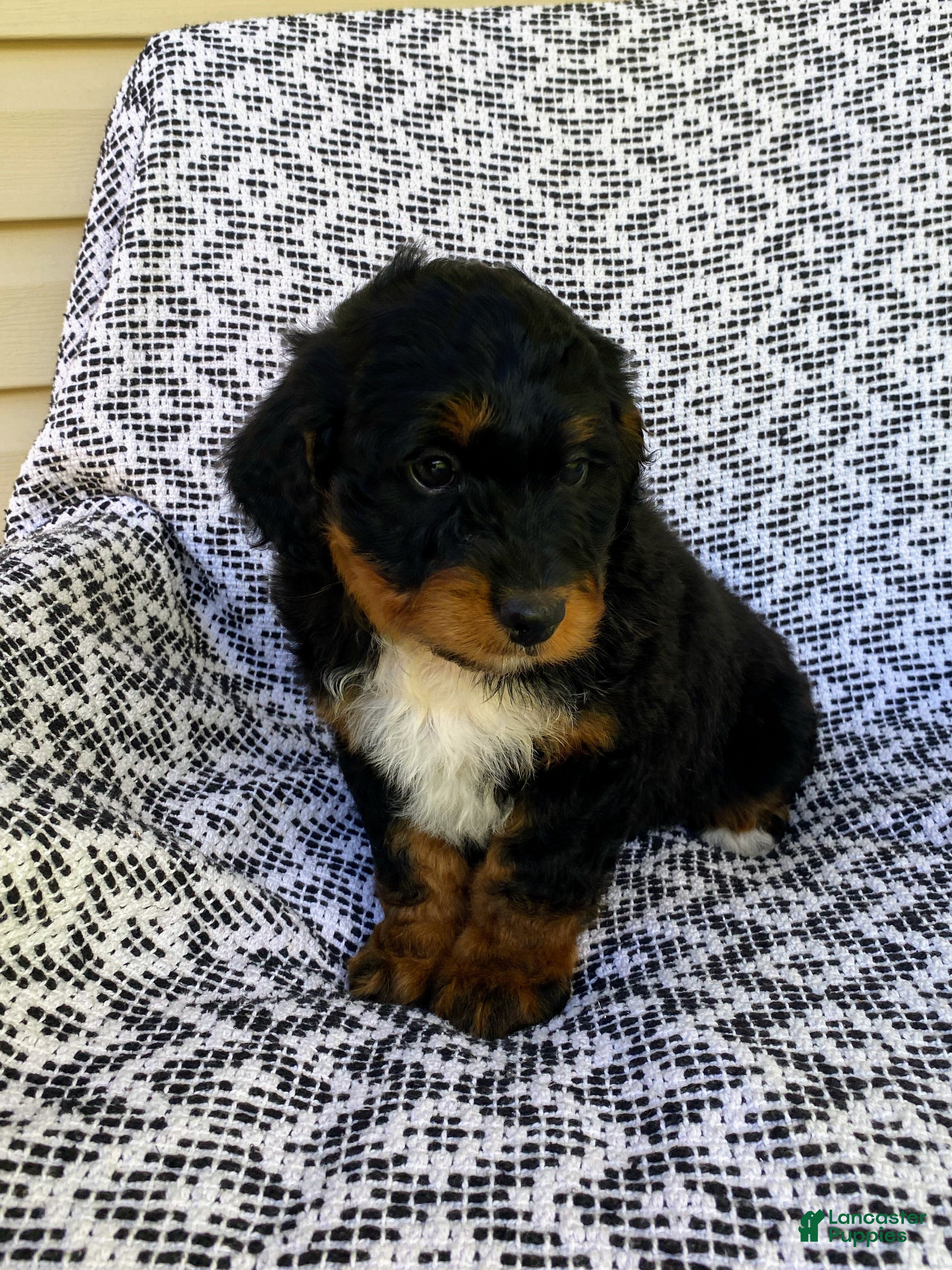 Mini Aussiedoodle dogs Ranger - Ad 1