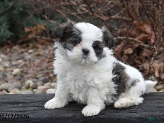 Shih Tzu dogs Jack - Ad 41