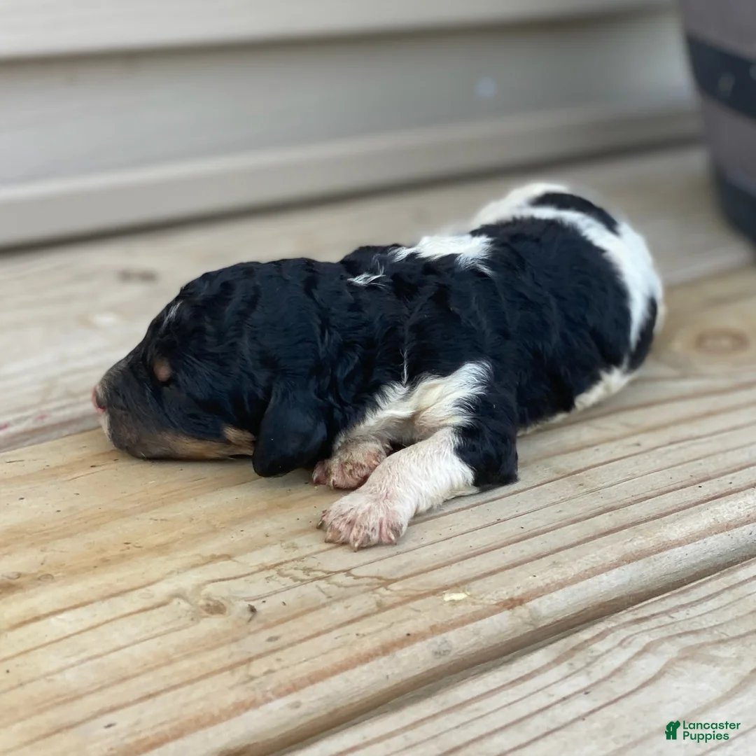 Standard Poodle dogs for sale: Aspen - Ad 2