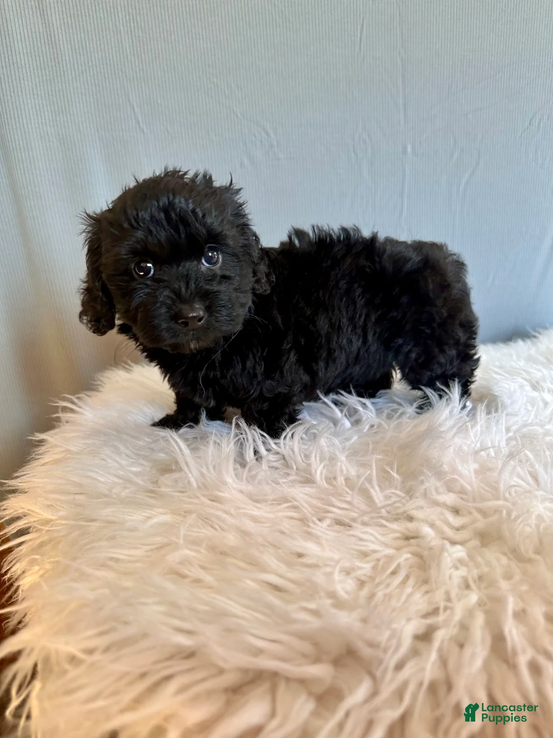 Doxiepoo dogs for sale: Teresa - Ad 1