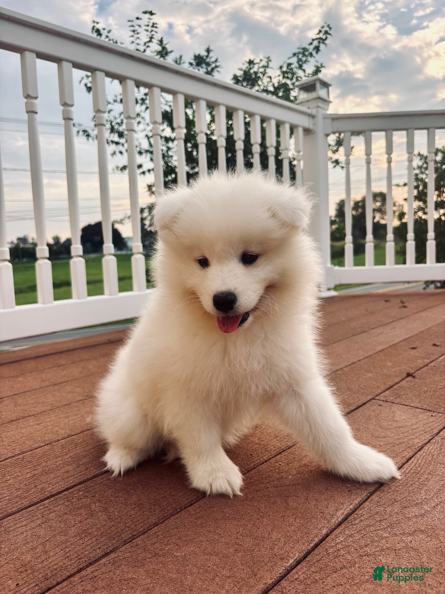 Samoyed dogs Finn - Ad 1