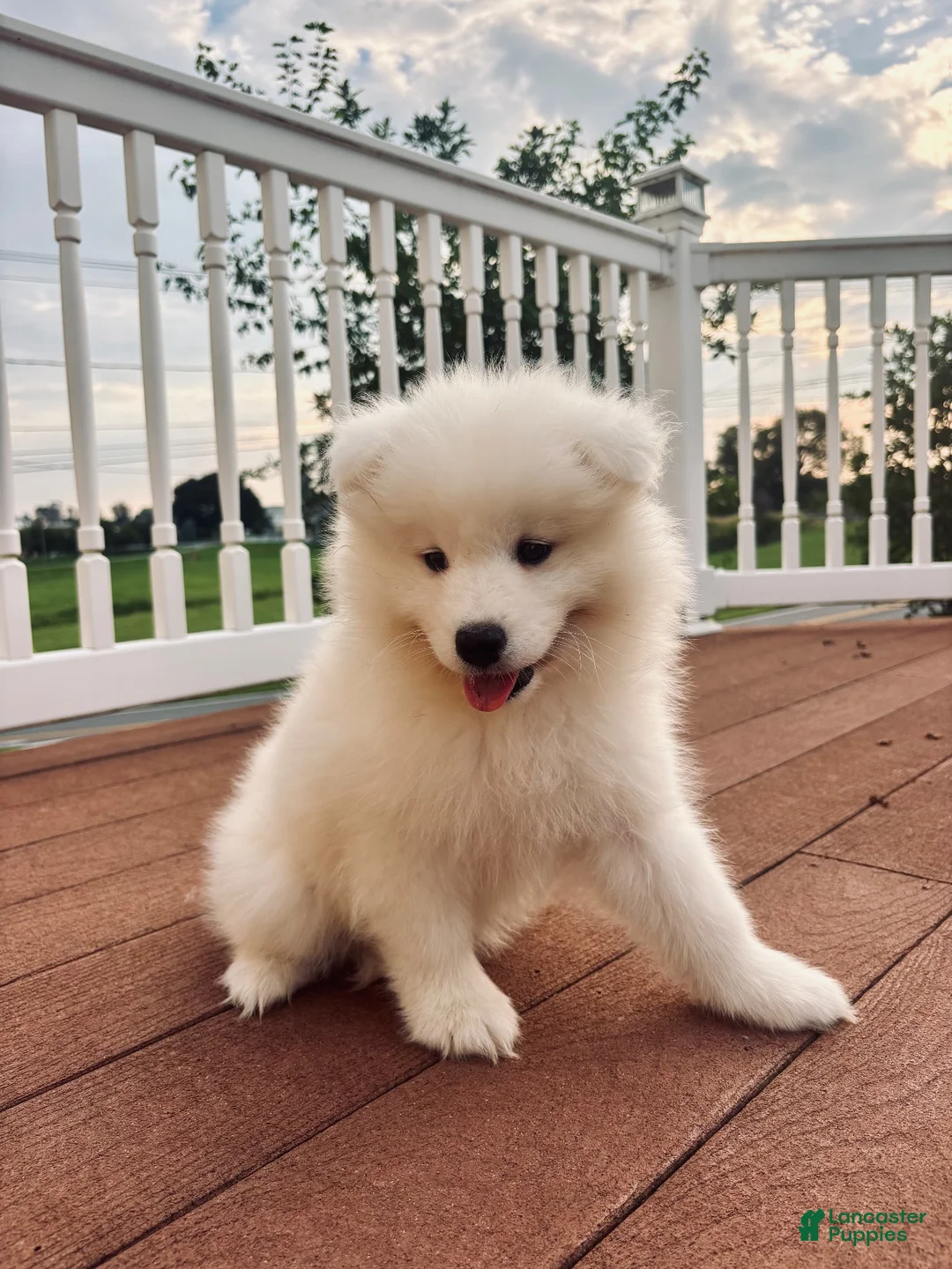 Samoyed dogs for sale: Finn - Ad 1