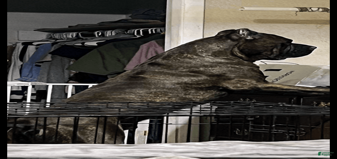 Gallery Image {{count}}