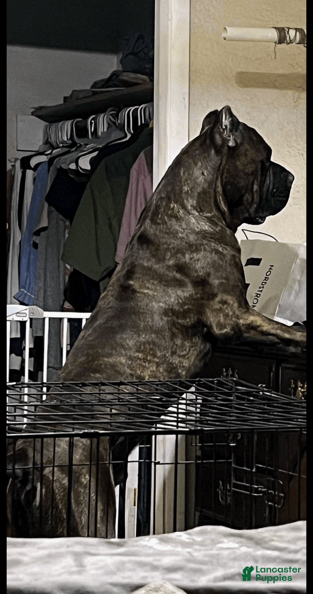 Gallery Image {{count}}