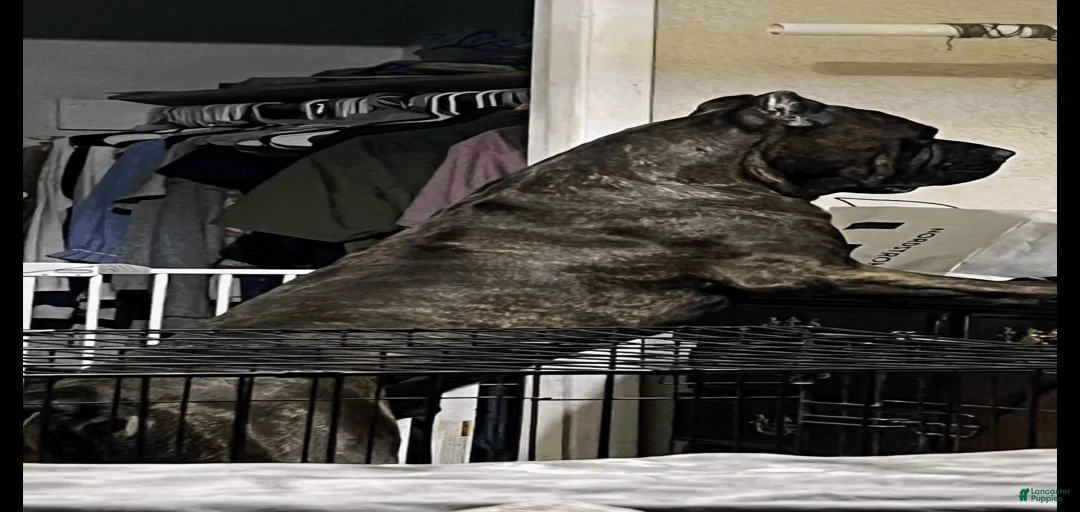 Gallery Image {{count}}