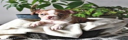 Boston Terrier dogs for sale: Rachelle  - Ad 2