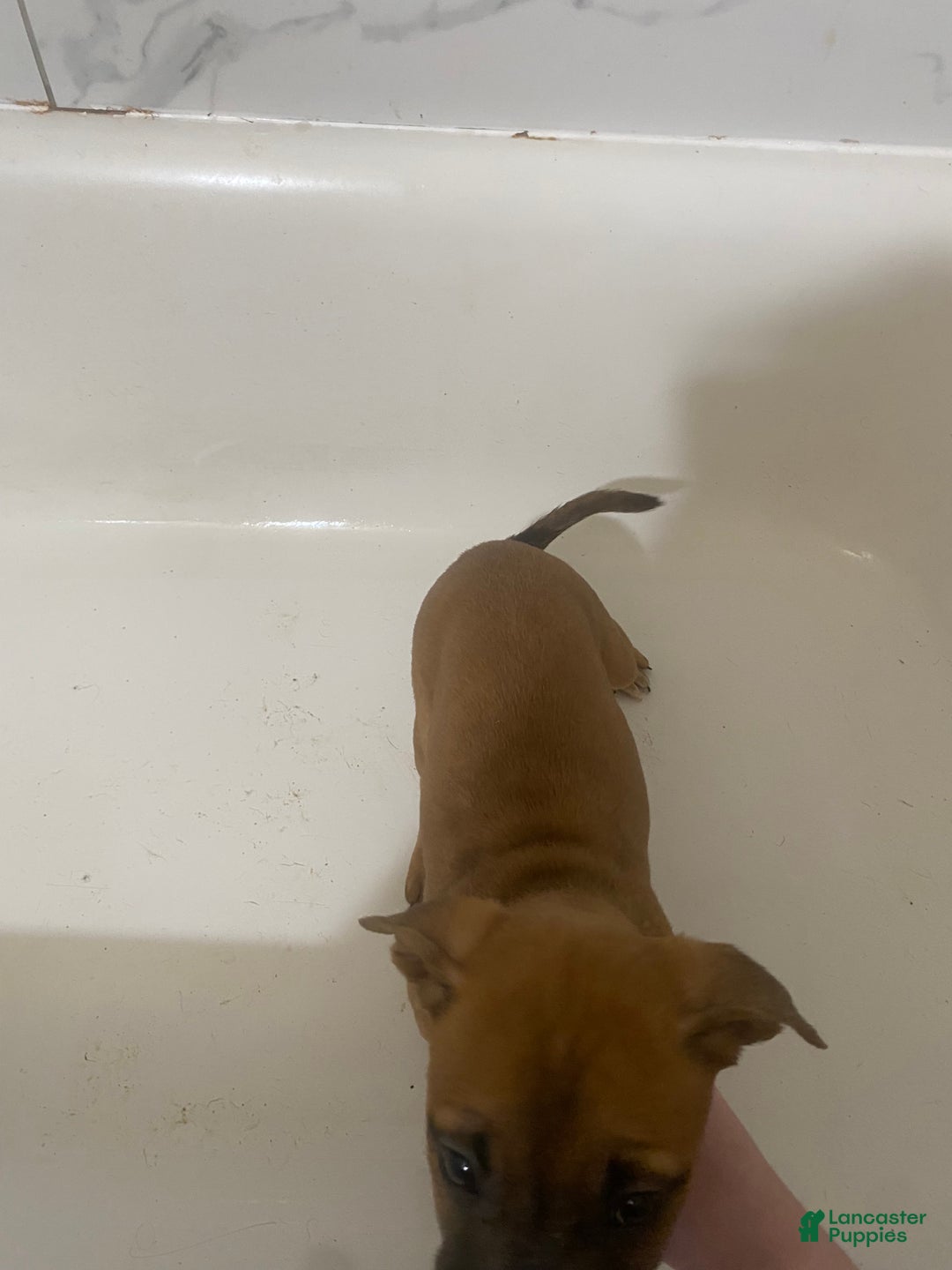 Mixed Breed dogs for sale: Gunhild - Ad 3