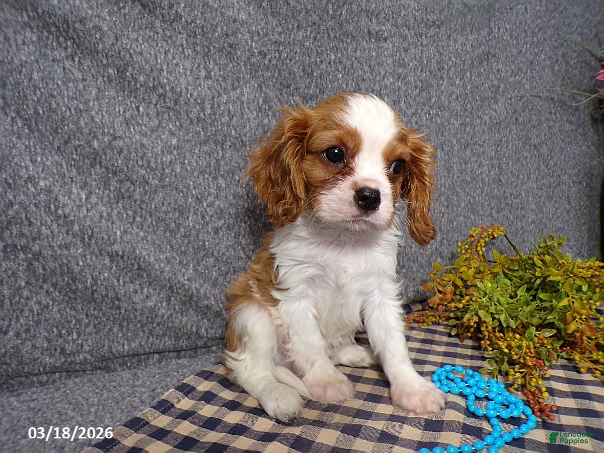Cavalier King Charles Spaniel dogs Champ  - Ad 1