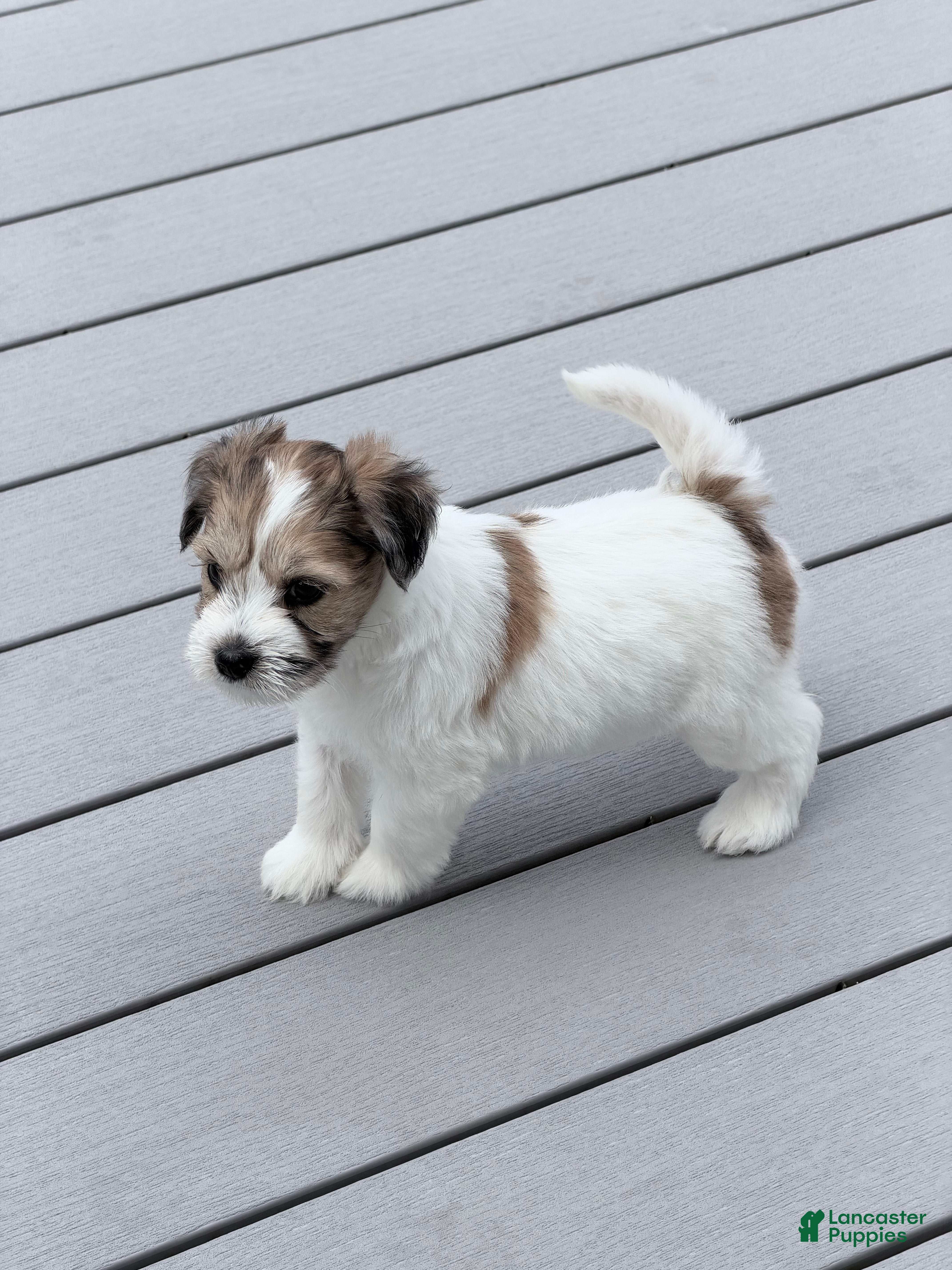 Miniature Schnauzer dogs Rosie - Ad 2