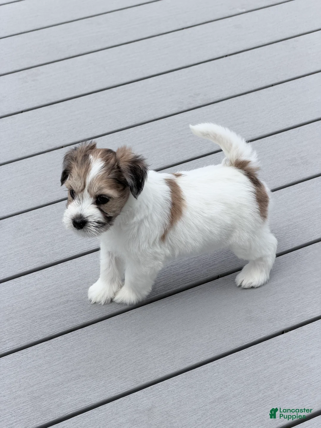 Miniature Schnauzer dogs for sale: Rosie - Ad 2
