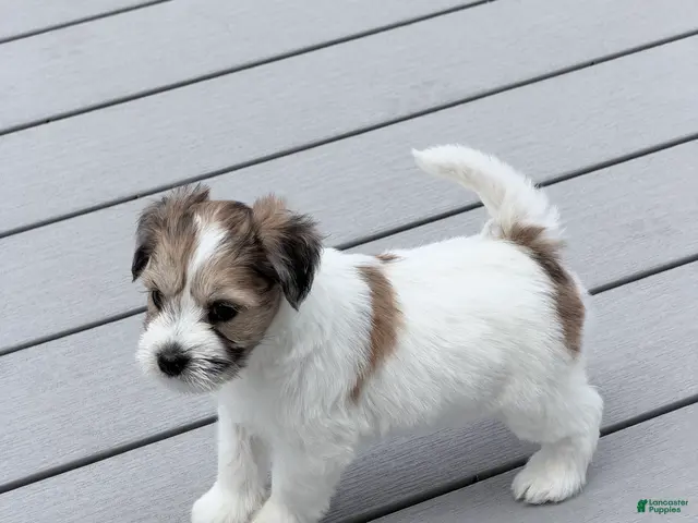 Miniature Schnauzer dogs Rosie - Ad 2