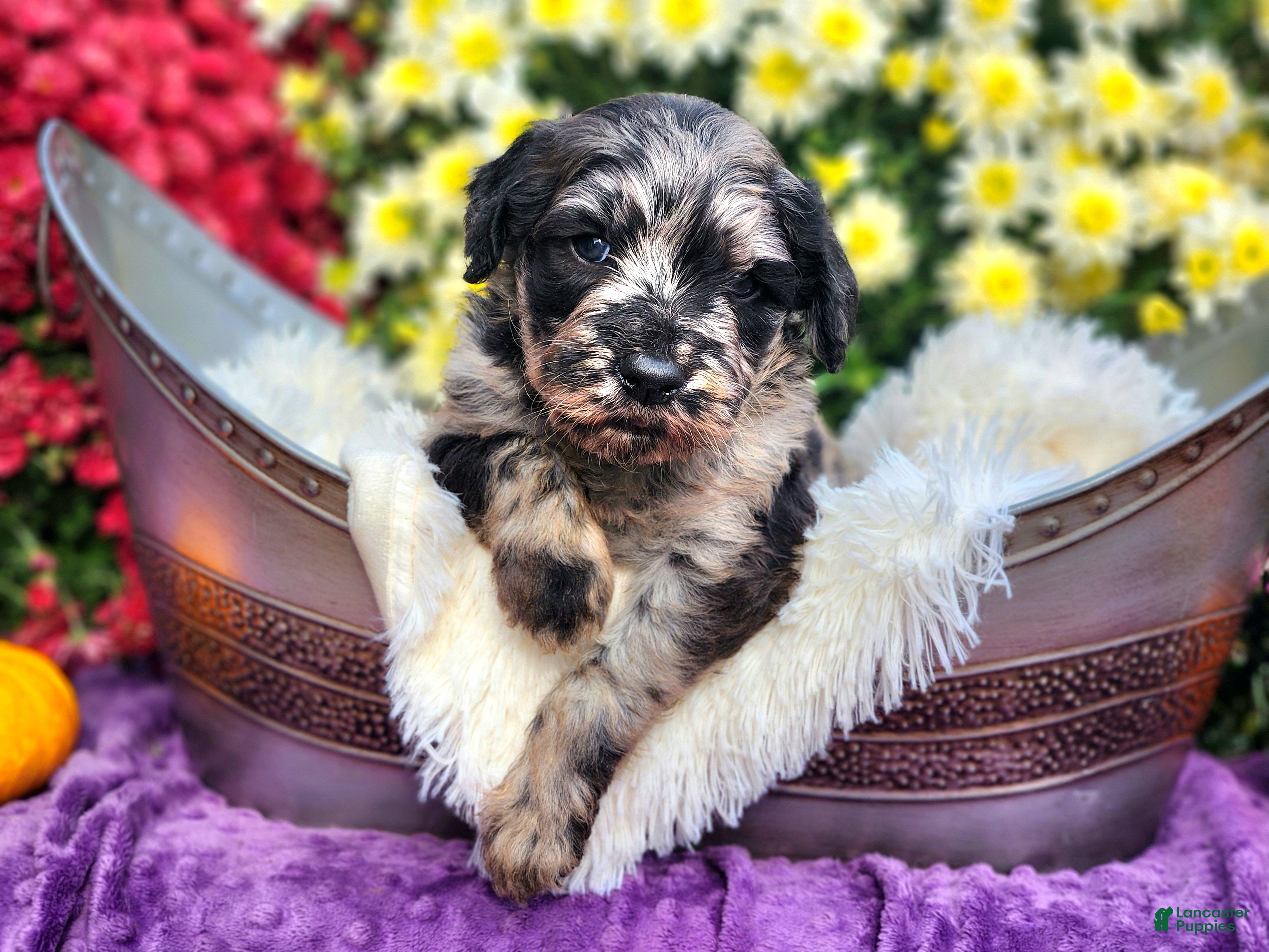 Goldendoodle dogs Springer - Ad 1