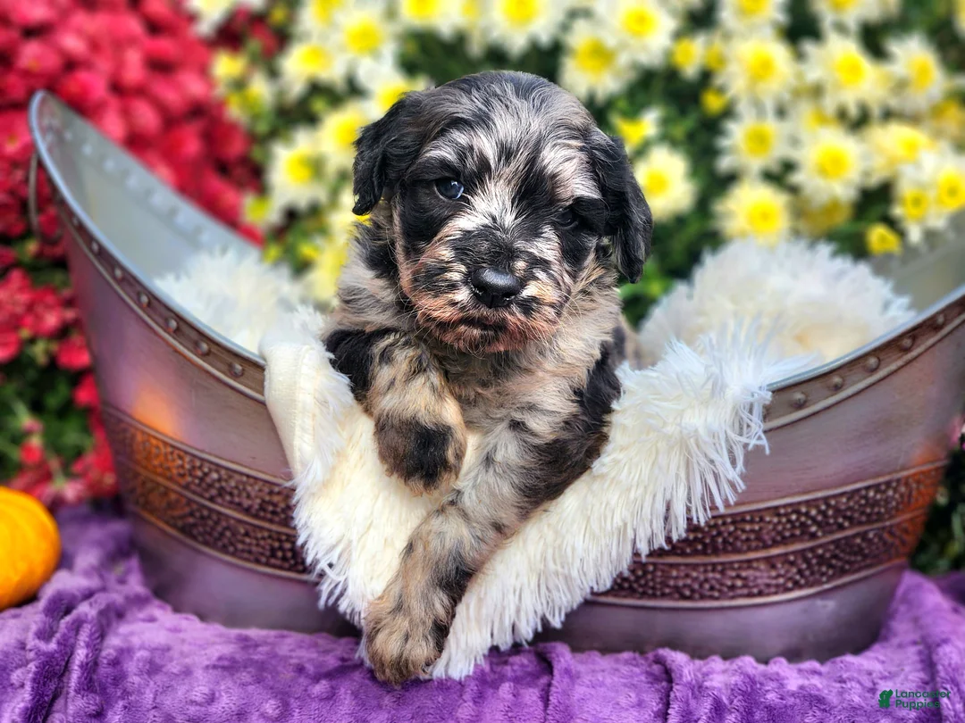Goldendoodle dogs for sale: Springer - Ad 1