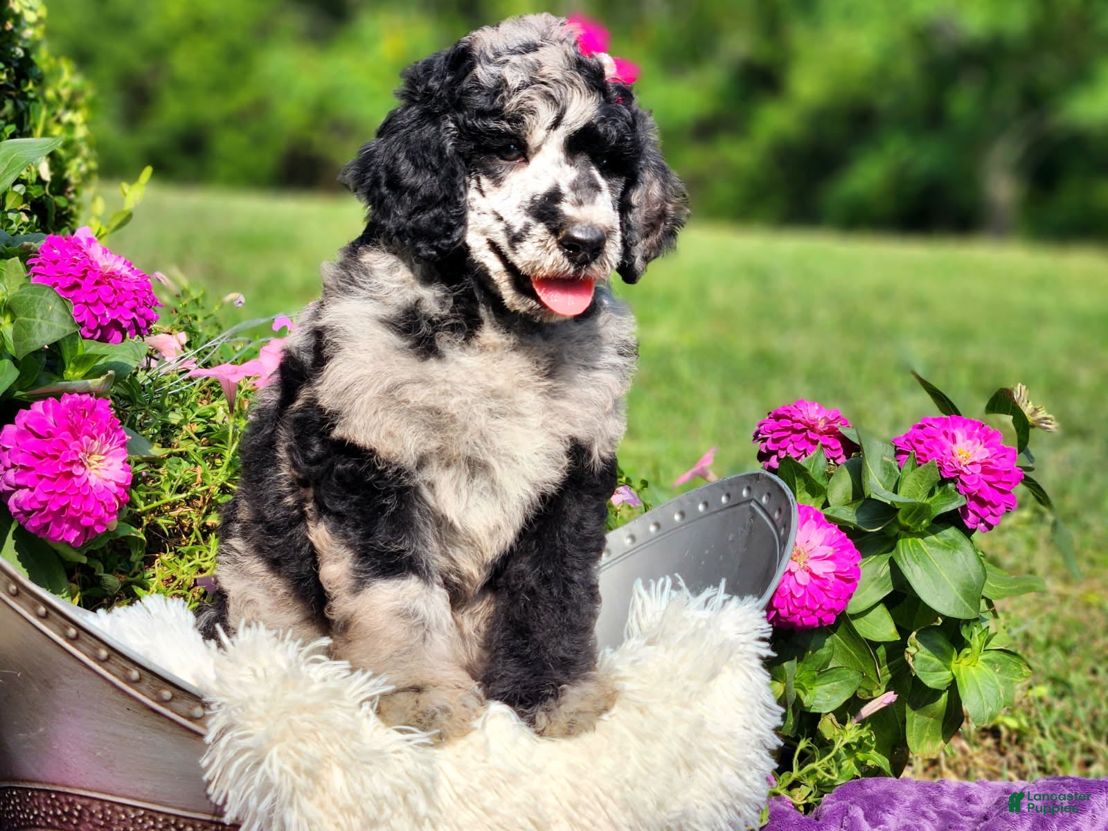 Standard Poodle dogs Iris  - Ad 2