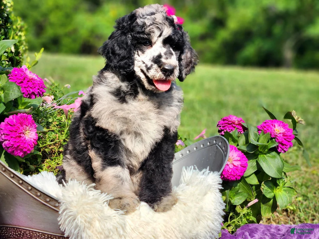Standard Poodle dogs for sale: Iris  - Ad 2