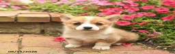 Welsh Corgi Pembroke dogs for sale: Red   - Ad 3