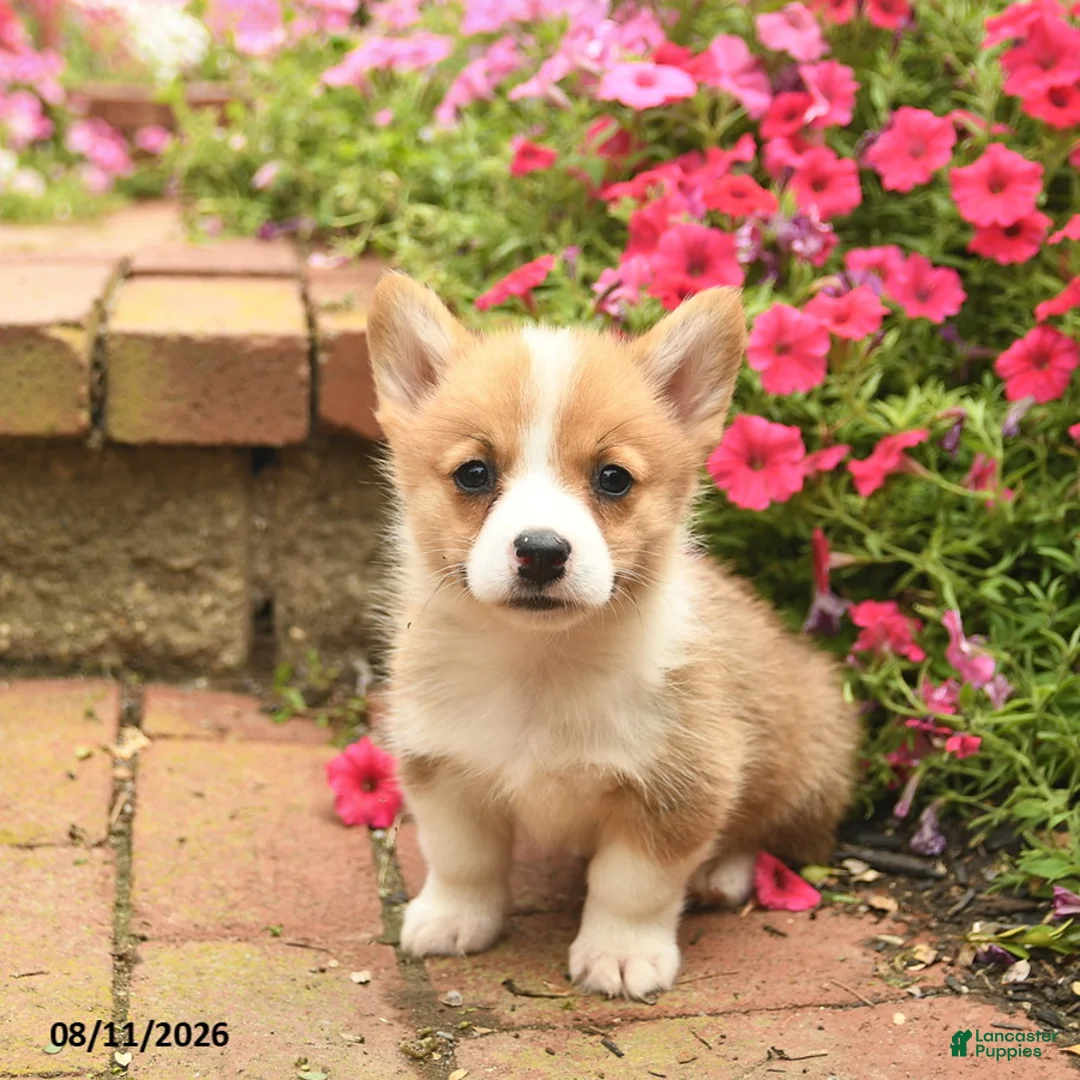 Welsh Corgi Pembroke dogs for sale: Red   - Ad 3