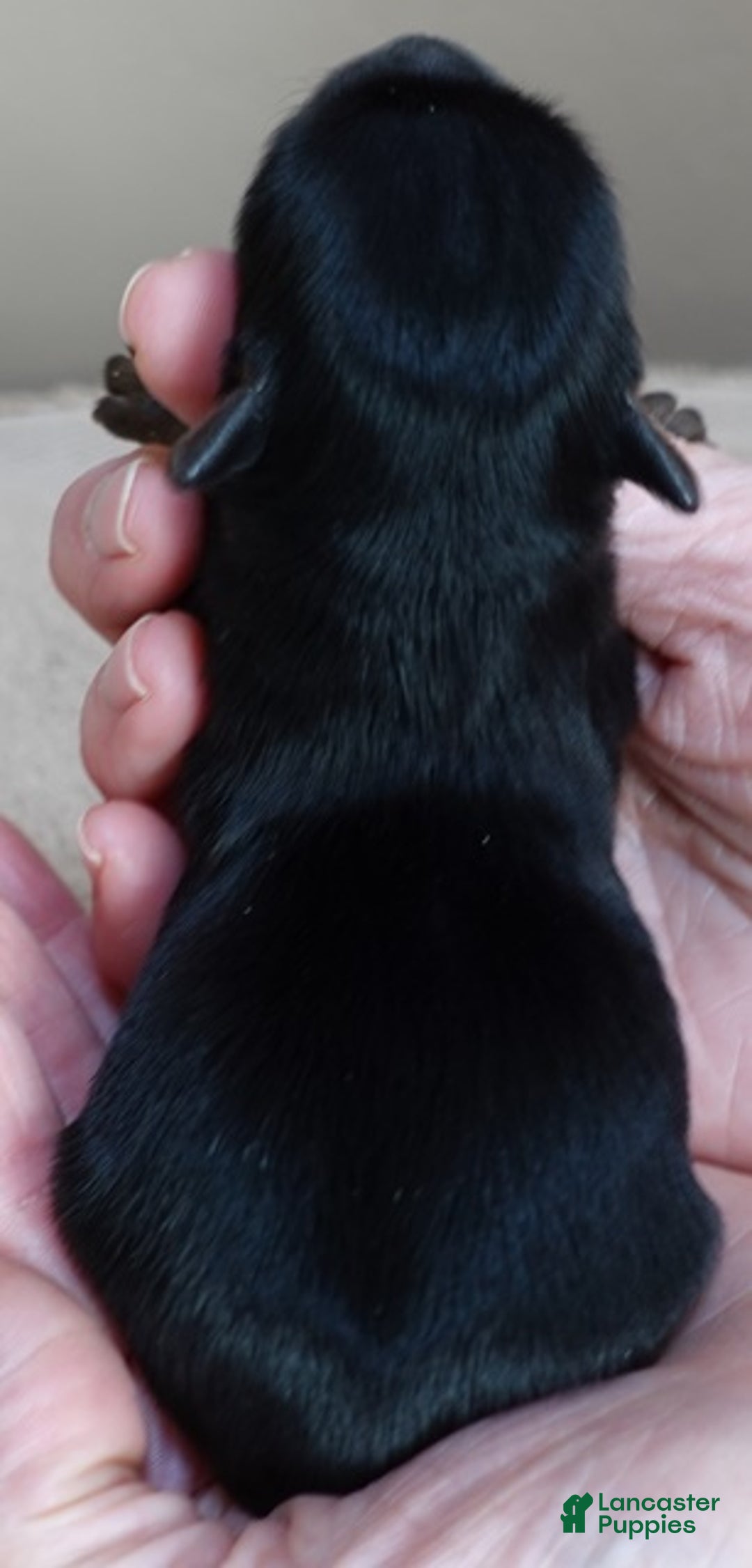 Yorkshire Terrier dogs for sale: Cairo black face - Ad 9