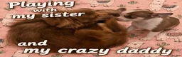 Chihuahua dogs for sale: Finley - Ad 3