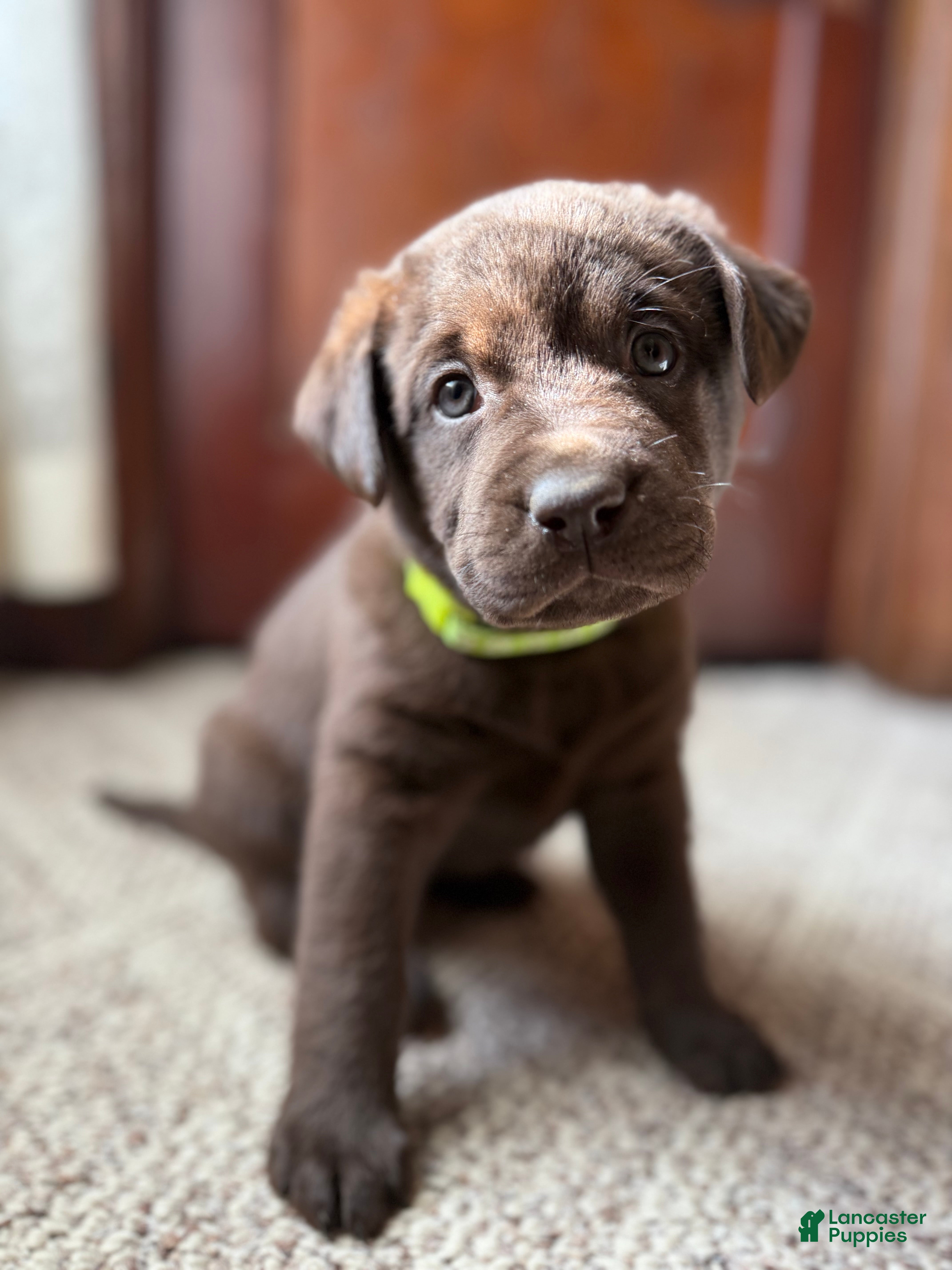 Labrador Retriever dogs Labrador Retriever JACKIE - Ad 10