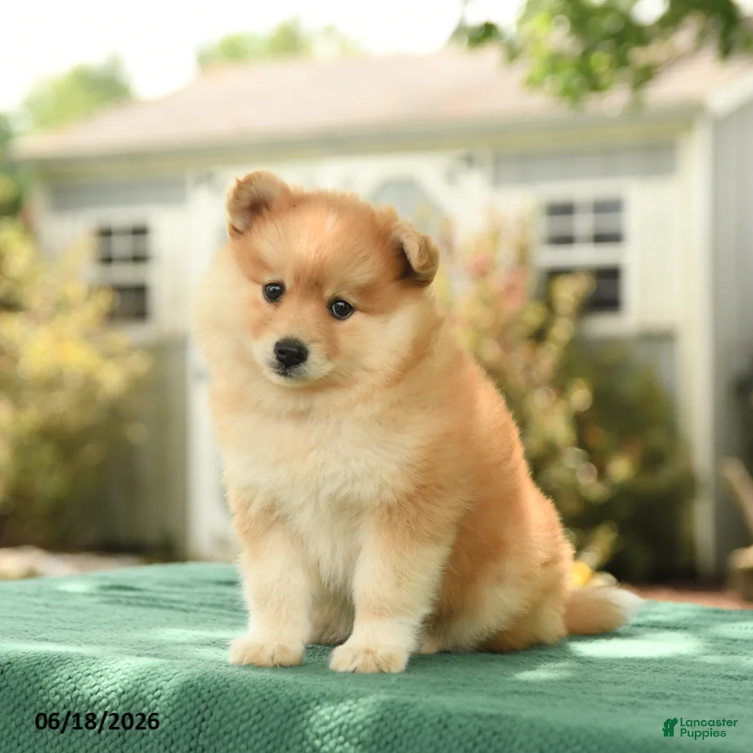 Pomsky dogs for sale: Kyra - Ad 2