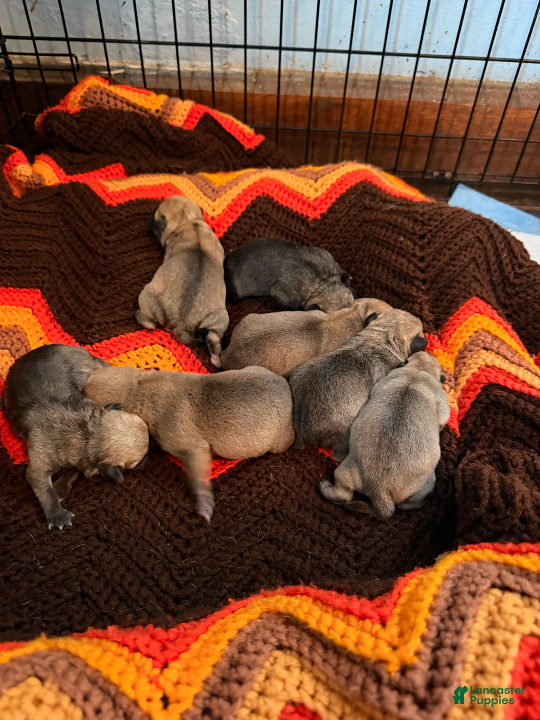 Mixed Breed dogs for sale: Chug 2 - Ad 2