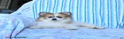Pomsky dogs for sale: Ruby - Ad 4
