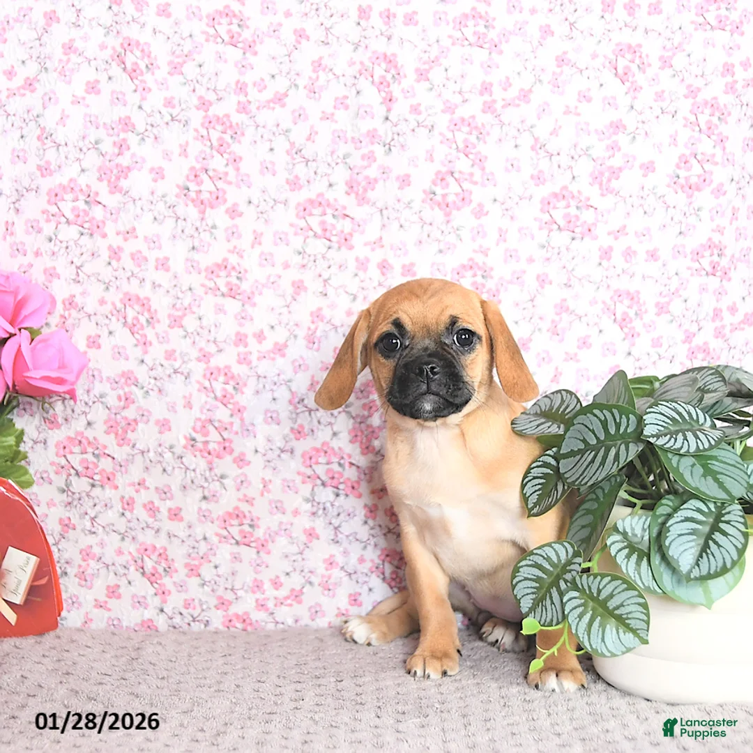 Puggle dogs for sale: Karmel - Ad 1