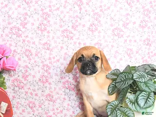 Puggle dogs Karmel - Ad 2