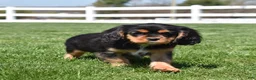 Cavalier King Charles Spaniel dogs for sale: Aspen - Ad 4