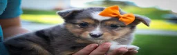 Mixed Breed dogs for sale: Gracie Lou🌸 - Ad 1