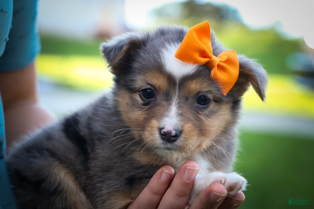 Mixed Breed dogs for sale: Gracie Lou🌸 - Ad 1