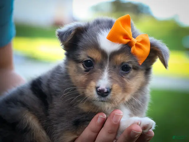 Mini Aussiedoodle dogs for sale: Gracie Lou🌸 - Ad 1