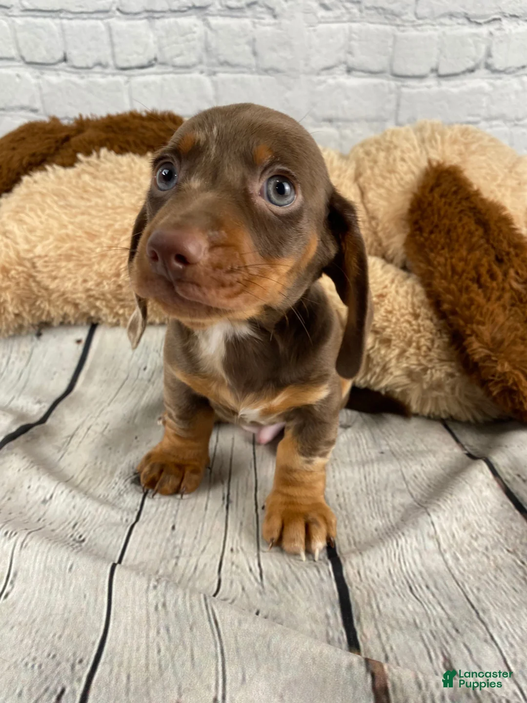 Miniature Dachshund dogs for sale: Tommy - Ad 1
