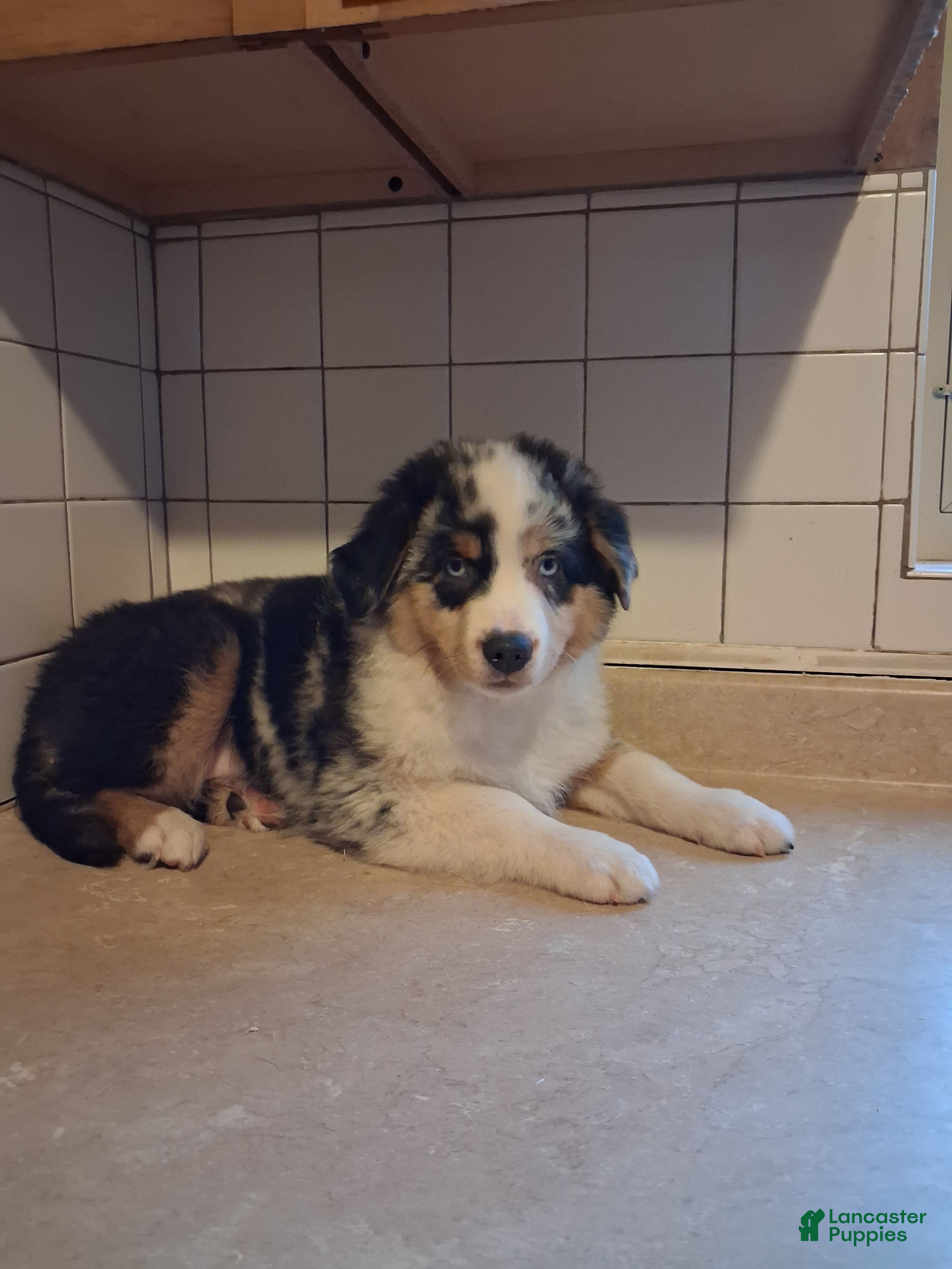 Miniature Australian Shepherd dogs John - Ad 1
