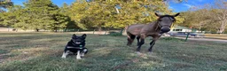 German Shepherd dogs for sale: COMING SOON!! Trained Deterrent Dog!!  - Ad 21