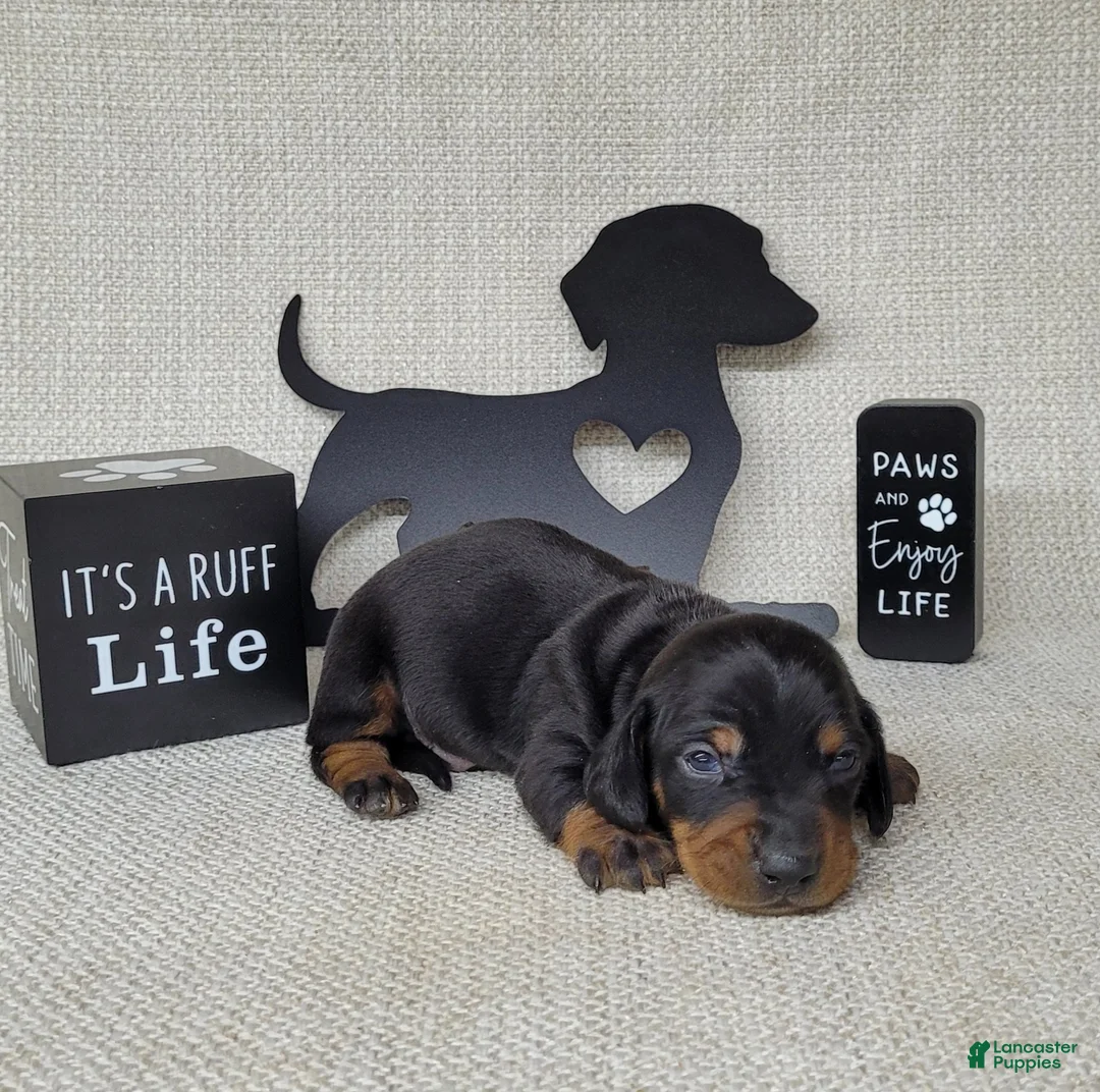 Miniature Dachshund dogs for sale: Simon AKC - Ad 11