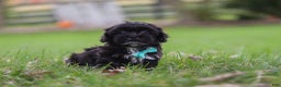 Shih Tzu dogs for sale: Charlie - Ad 4
