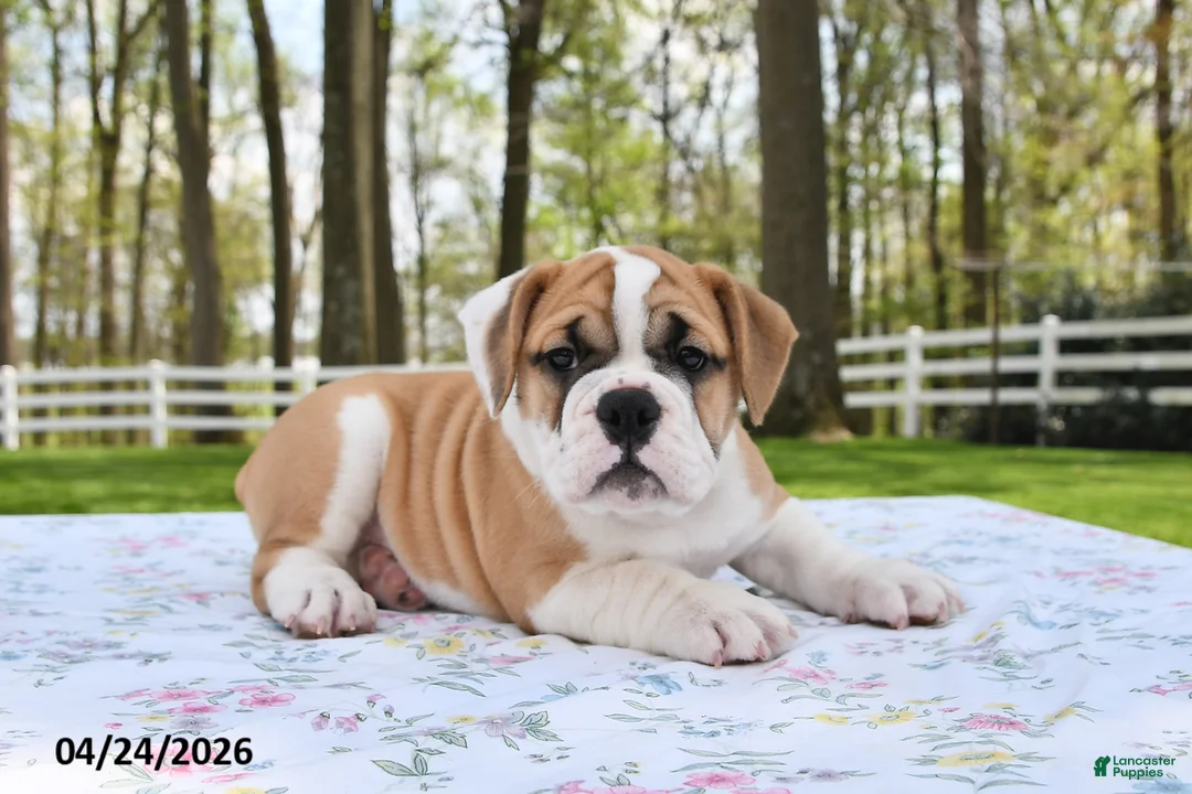 Mixed Breed dogs for sale: Summer - Ad 2