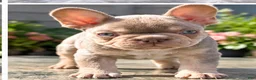French Bulldog dogs for sale: Princess - Ad 5