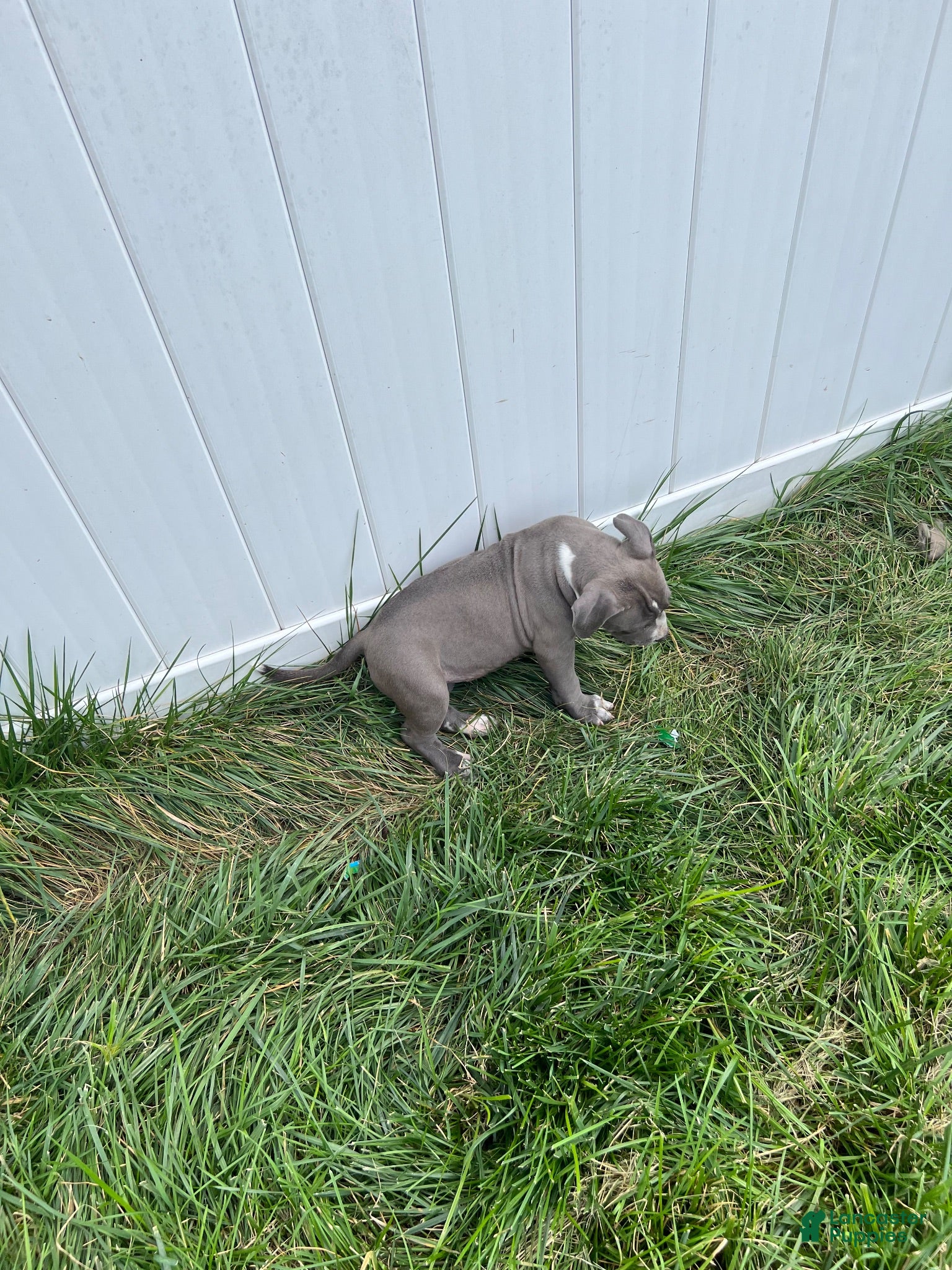 American Bully dogs American Bully 2 - Ad 2