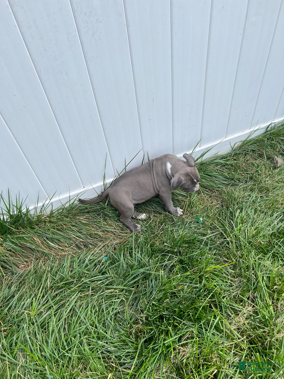 American Bully dogs for sale: American Bully 2 - Ad 1