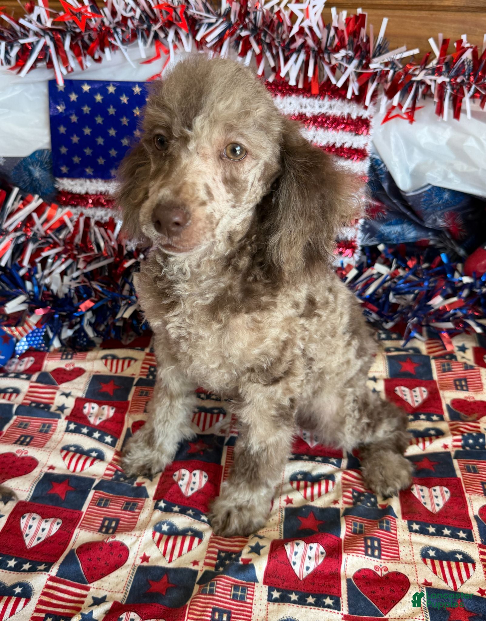 Miniature Poodle dogs Speckles - Ad 27
