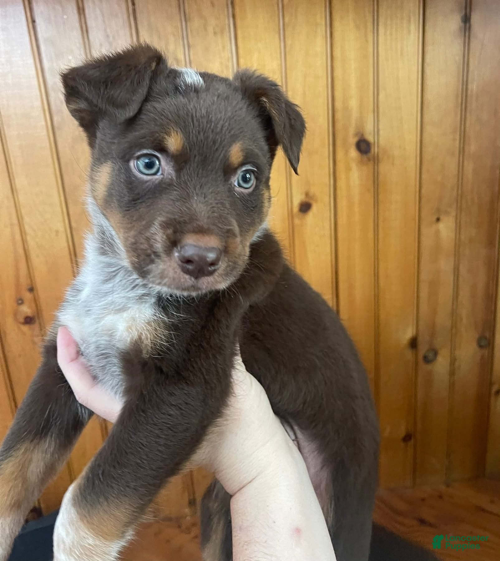 Mixed Breed dogs Brownie  - Ad 36