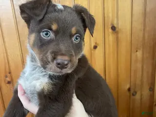 Mixed Breed dogs for sale: Brownie - Ad 1