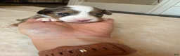 Mixed Breed dogs for sale: Gaston - Ad 2