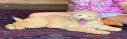 Miniature Labradoodle dogs for sale: Sunshine - Ad 1